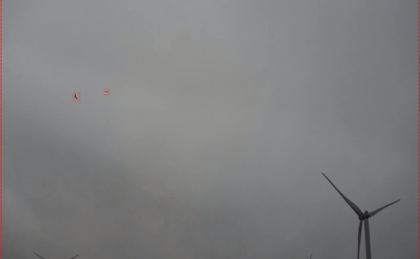 zeearenden Windpark Krammer