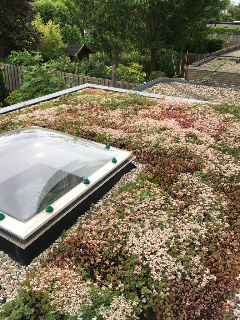 Groene dak van Sarah 