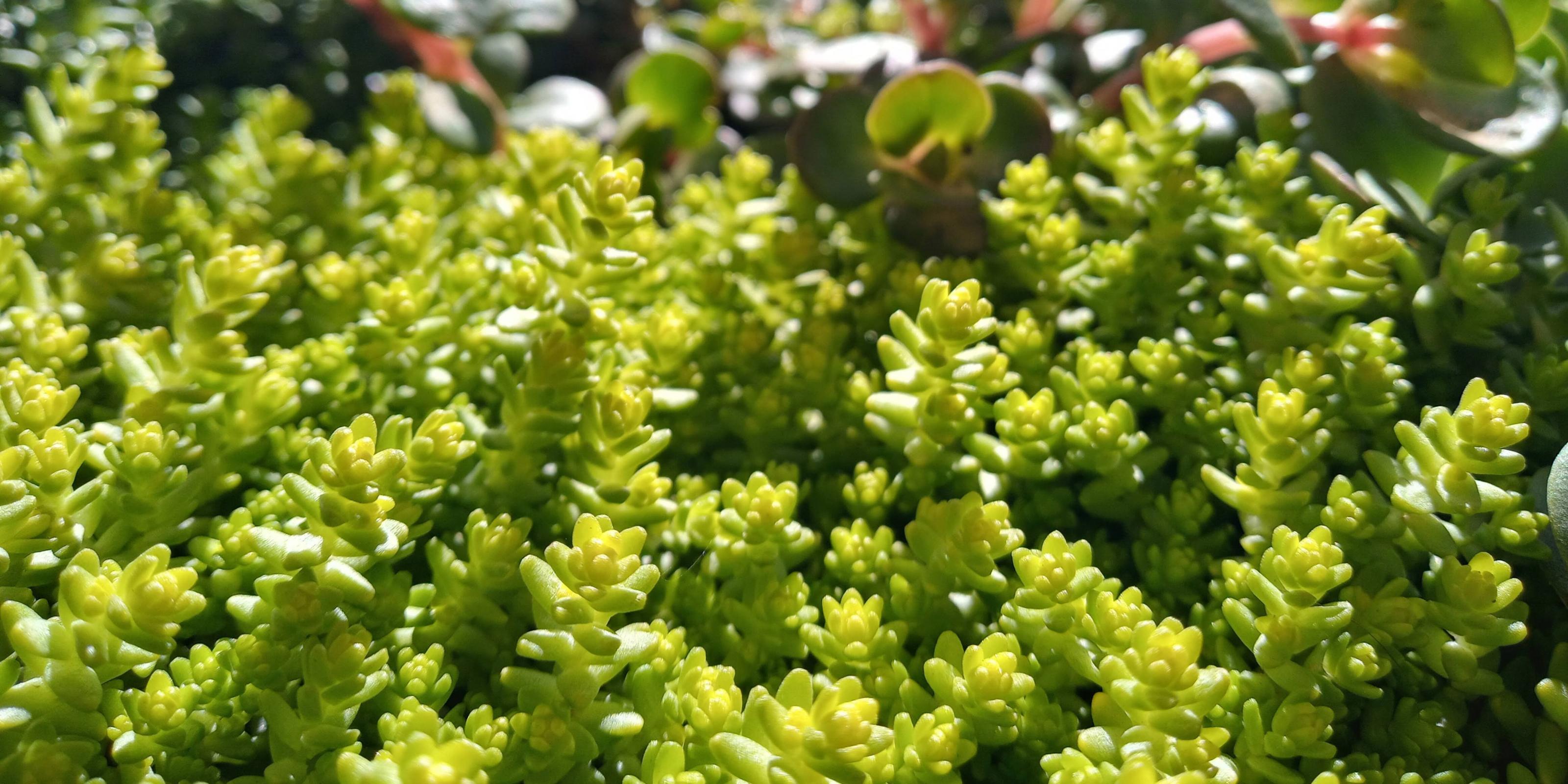 Sedum