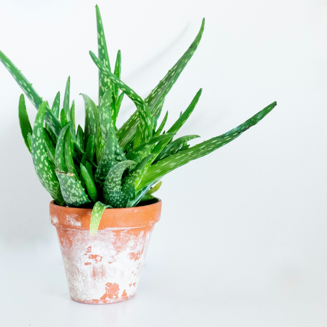 Aloe vera