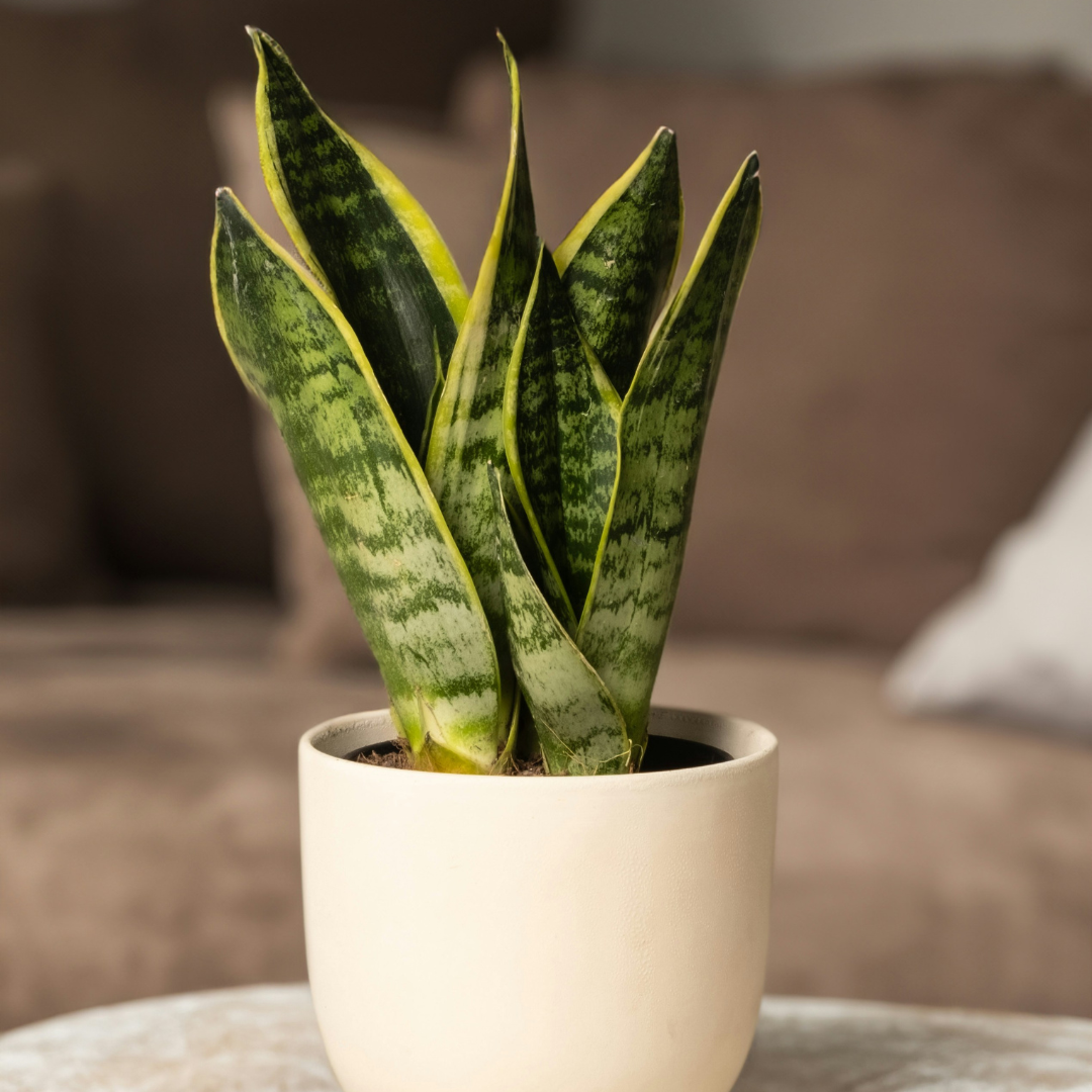 Sansevieria