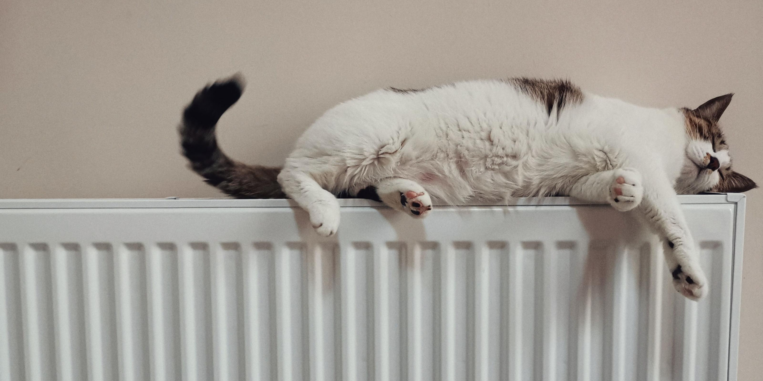 Foto van kat op verwarming