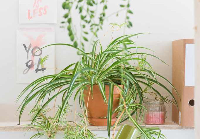 Verwonderlijk 5 planten die je gerust boven je verwarming kunt zetten | HIER WA-72