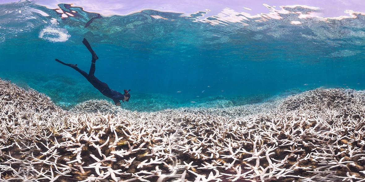 Verbleking koraal: The Ocean Agency