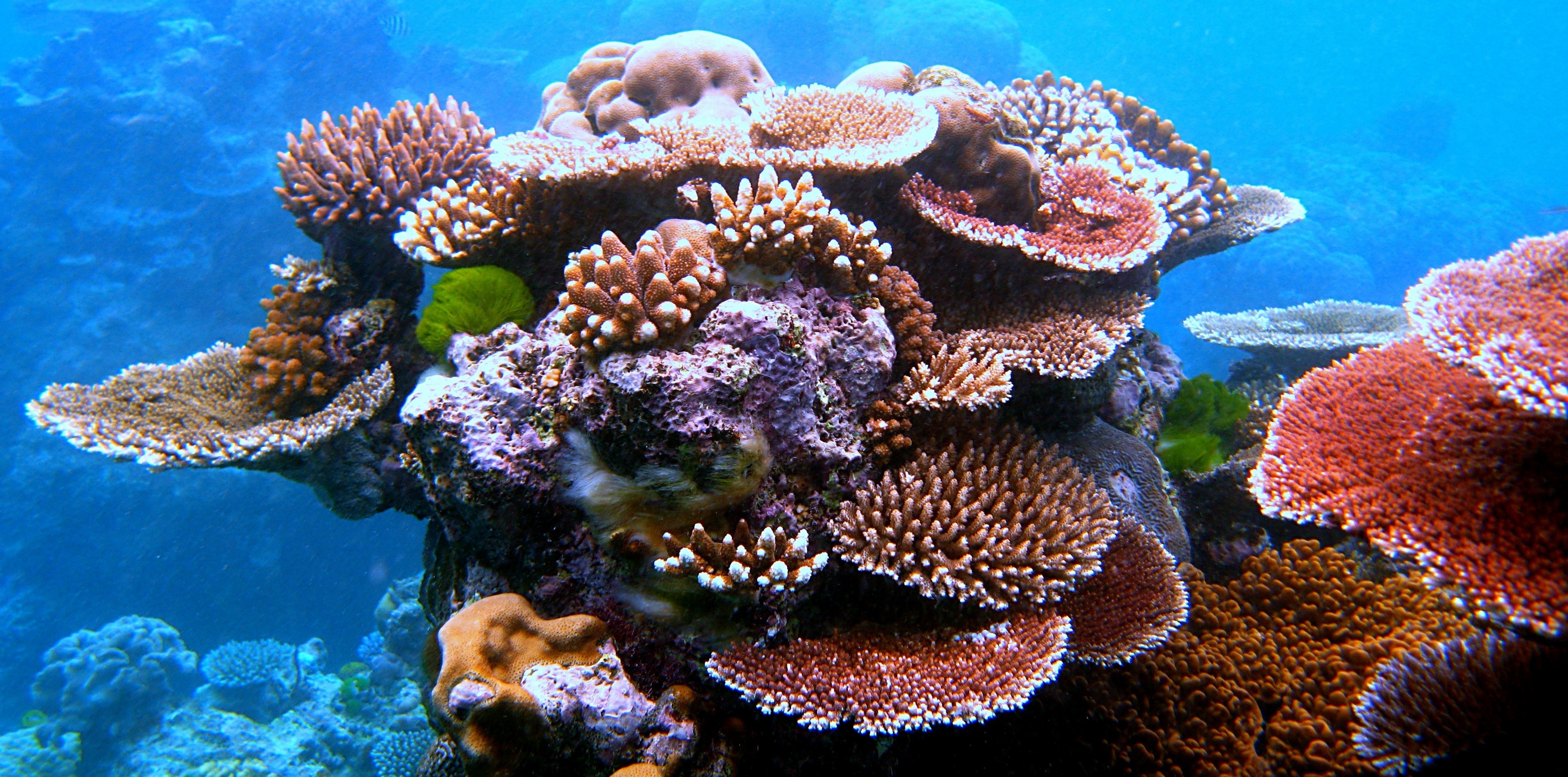 Gezond koraal Toby Hudson