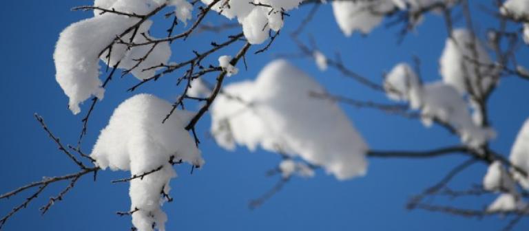 Foto sneeuw op takken