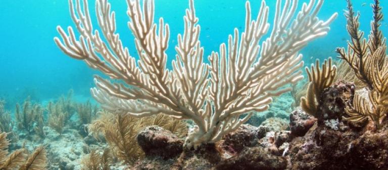 Foto koraal