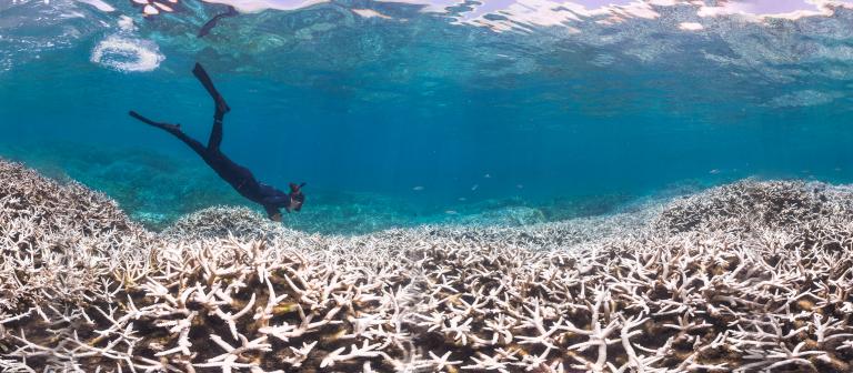 Foto onderwater van een duiker bij koraal