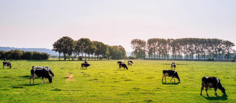 Foto van koeien in een weide