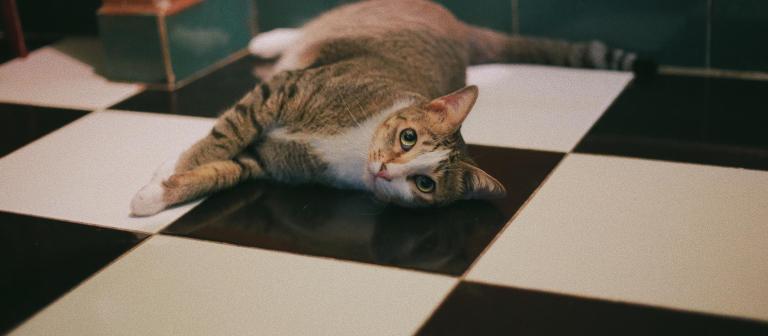 Foto van een kat op een zwart witte tegelvloer