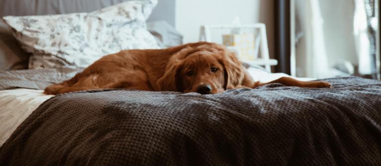 Foto van een hond op een bed 