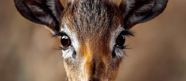 Close up van een antilope