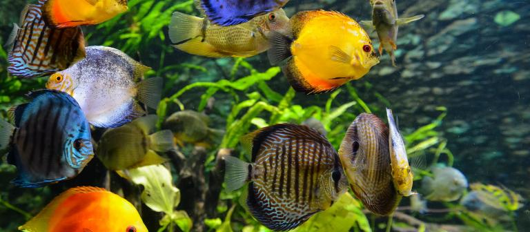 Vissen in aquarium 