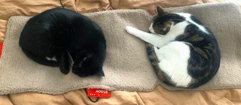 Katten op een warmtekleedje