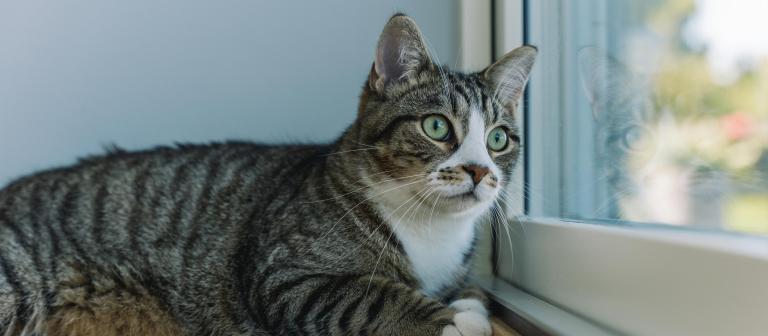 Kat in het raamkozijn