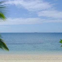 Foto strand palmboom zee 