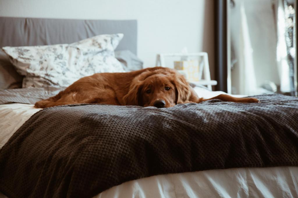 Foto van een hond op bed