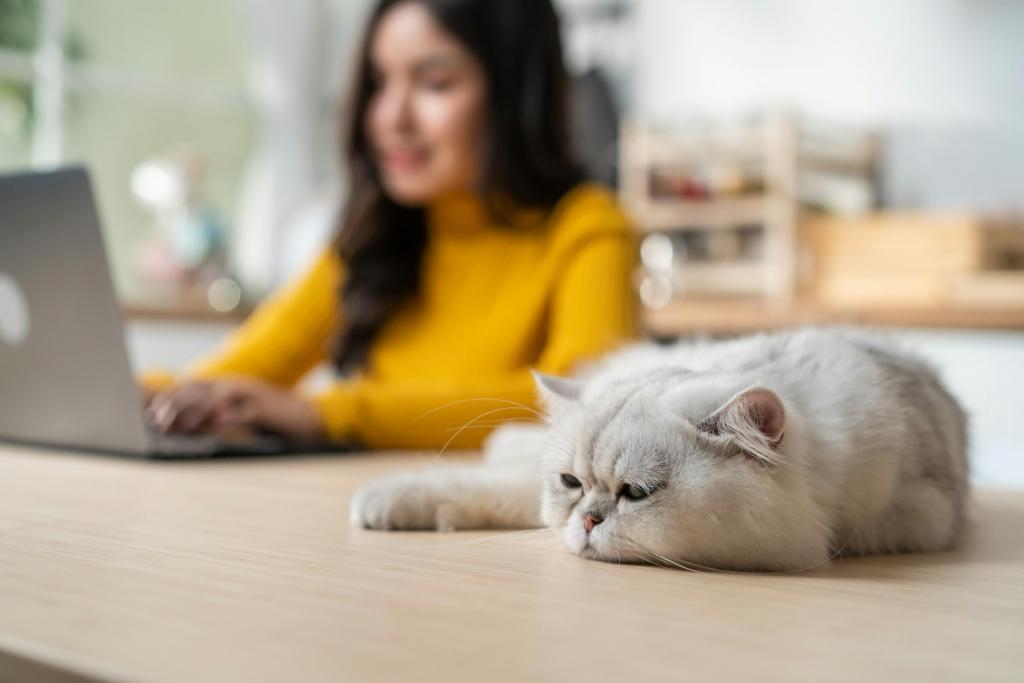 Vrouw op de laptop en kat 