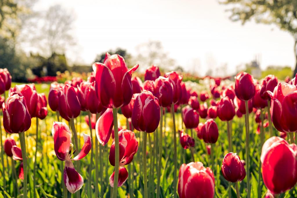 Foto van een veld met rode tulpen