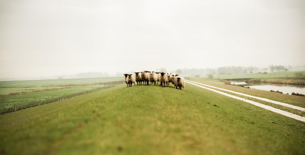 Foto van schapen op een dijk 