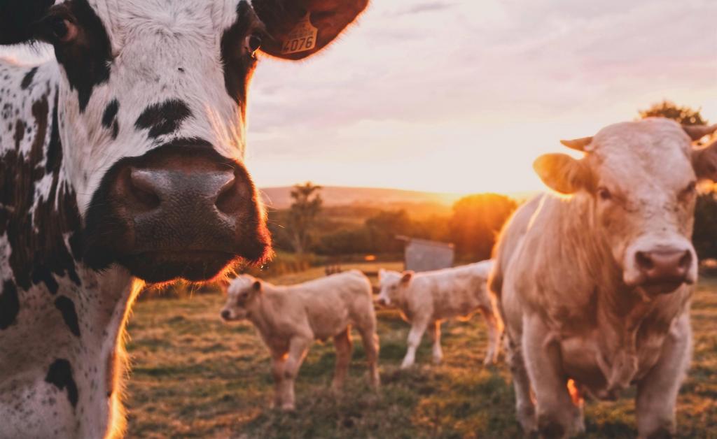Foto van koeien in de wei bij ondergaande zon