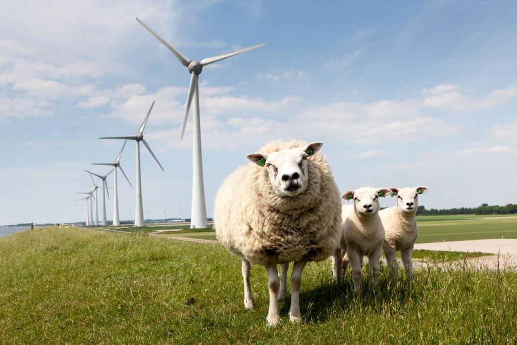 Foto van windmolens op een dijk met schapen