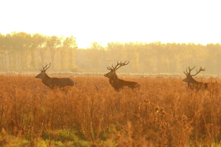 Natuur in Oostvaarders Plassen 