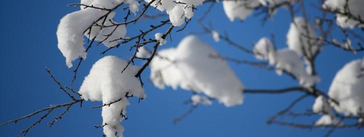 Foto sneeuw op takken