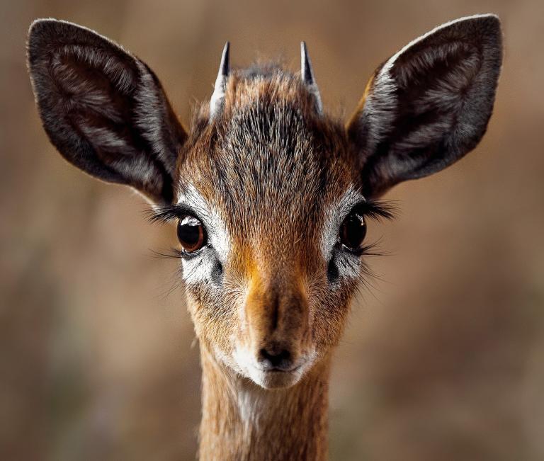Close up van een antilope