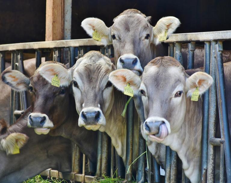 Foto van koeien in een stal