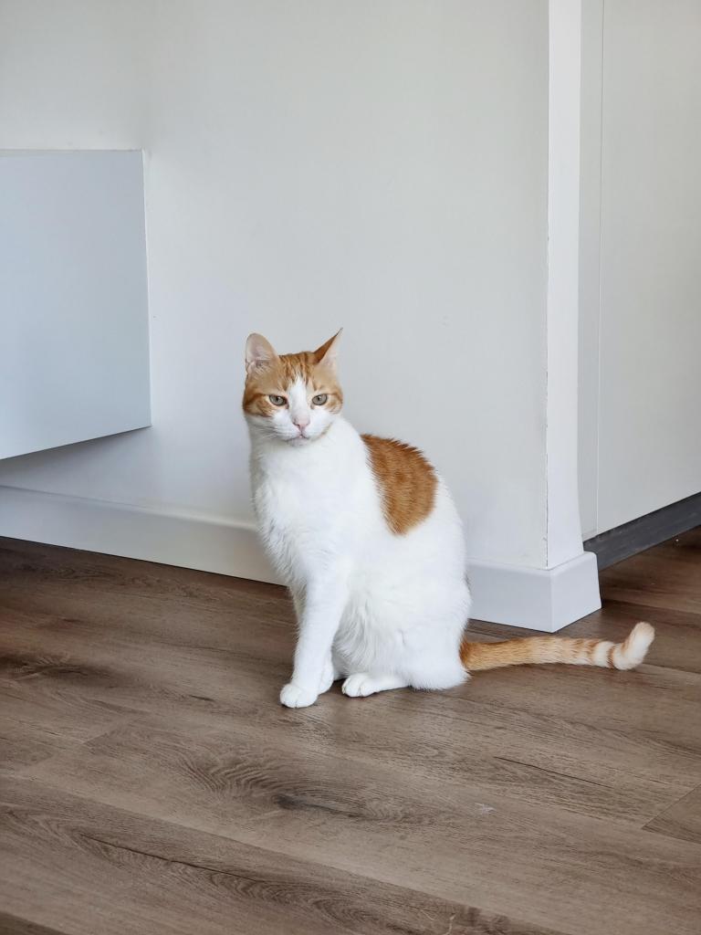 Huiskamervloer met kat