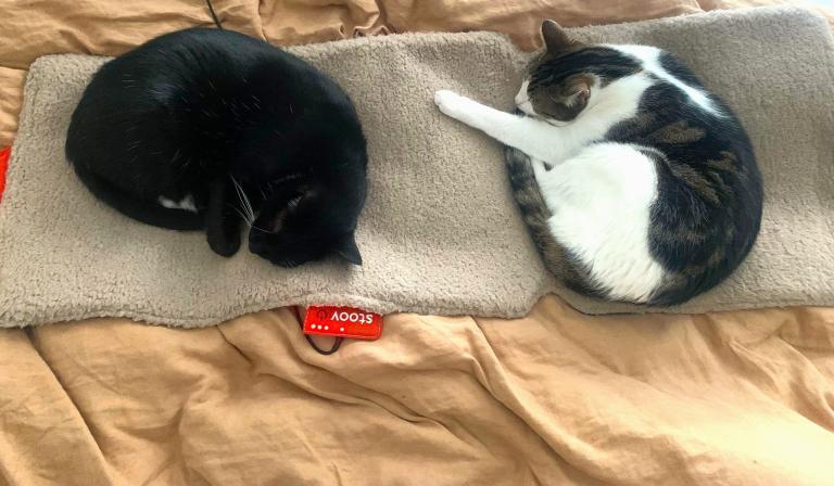 Katten op een warmtekleedje
