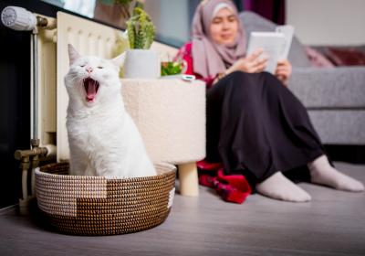 gapende kat radiator