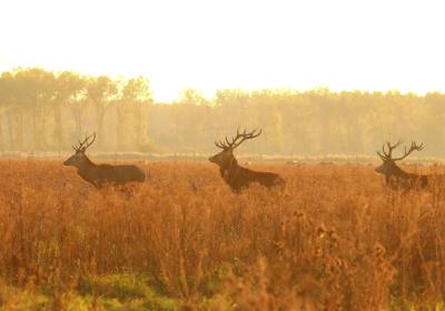 Natuur in Oostvaarders Plassen 