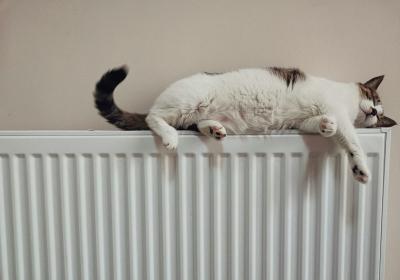 kat op verwarming