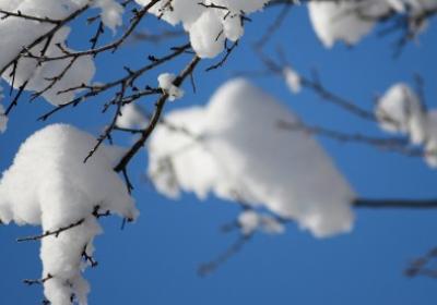 Foto sneeuw op takken