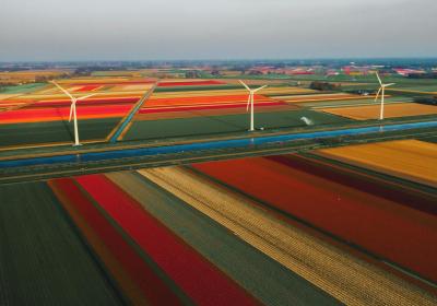 tulpen en windmolens