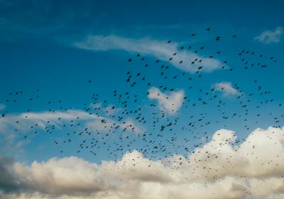 De collectieve zonnedaken van Zonnevogel in Den Haag