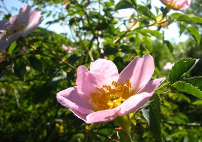 Op Rozen model postcoderoosregeling