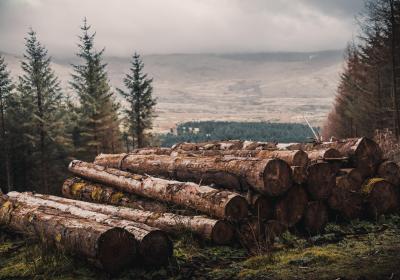 gekapte bomen op heuvel met boom boerderij