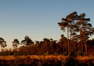 drenthse heide