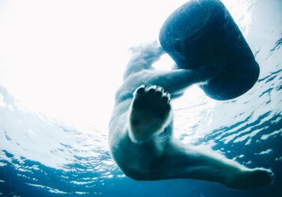 IJsbeer in het water | Photo by Anthony DELANOIX on Unsplash