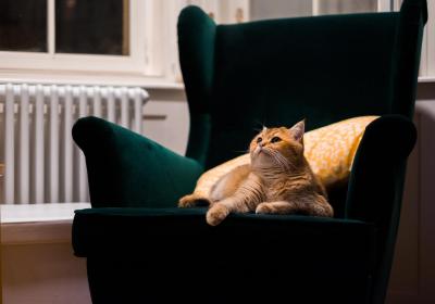 Foto van een poes op een groene stoel 