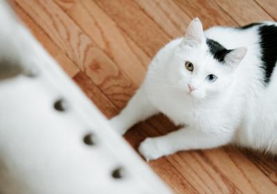 Foto van een poes op de grond