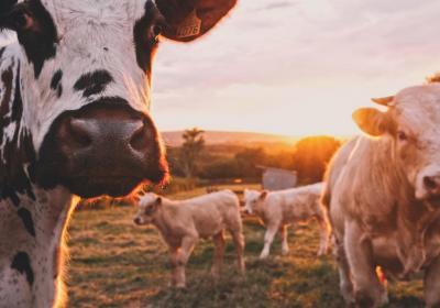 Foto van koeien in de wei bij ondergaande zon