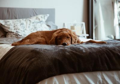 Foto van een hond op een bed 