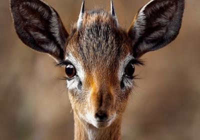 Close up van een antilope