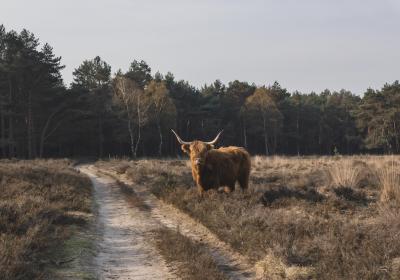Hilversumse heide