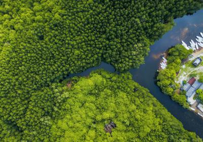 Bovenaanzicht van een mangrove