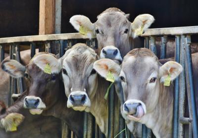 Foto van koeien in een stal